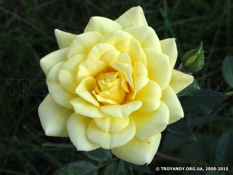 Yellow Doll
